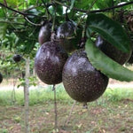 Passiflora edulis Toms Black | 10_Seeds