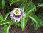 Passiflora edulis Toms Black | 10_Seeds
