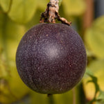 Passiflora edulis Toms Black | 10_Seeds