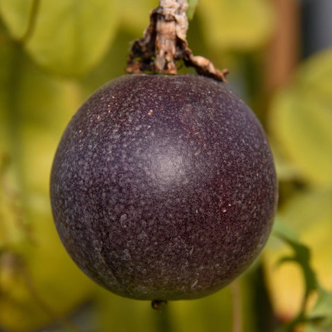 Passiflora edulis Toms Black | 10_Seeds
