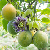 Passiflora maliformis | 10_Seeds