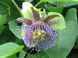 Passiflora maliformis | 10_Seeds