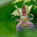 Passiflora maliformis | 10_Seeds