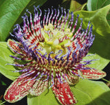 Passiflora maliformis | 10_Seeds