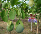 Passiflora maliformis | 10_Seeds