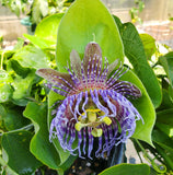 Passiflora serrulata | 10_Seeds