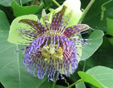Passiflora serrulata | 10_Seeds