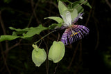 Passiflora serrulata | 10_Seeds