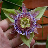 Passiflora serrulata | 10_Seeds