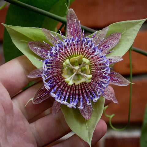 Passiflora serrulata | 10_Seeds