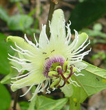 Passiflora vespertilio | Batwing Passionflower | 5_Seeds