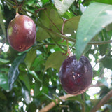 Passiflora vespertilio | Batwing Passionflower | 5_Seeds