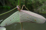 Passiflora vespertilio | Batwing Passionflower | 5_Seeds