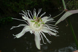 Passiflora vespertilio | Batwing Passionflower | 5_Seeds