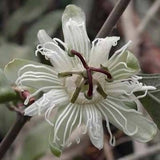 Passiflora vespertilio | Batwing Passionflower | 5_Seeds