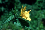Pavonia spinifex | Prickly Rose Mallow | 10_Seeds