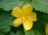 Pavonia spinifex | Prickly Rose Mallow | 10_Seeds