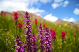 Pedicularis groenlandica | Elephanthead Lousewort | 50_Seeds