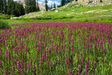 Pedicularis groenlandica | Elephanthead Lousewort | 50_Seeds