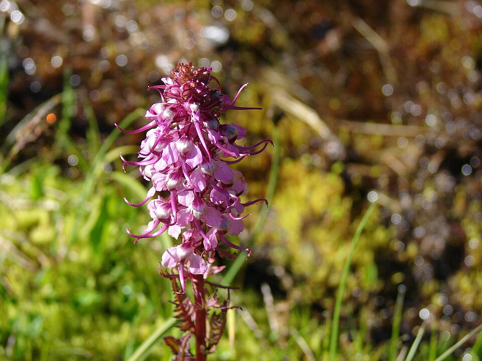 elephant head flower seeds Pedicularis groenlandica | Elephanthead Lousewort