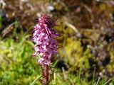 Pedicularis groenlandica | Elephanthead Lousewort | 50_Seeds