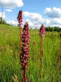 Pedicularis groenlandica | Elephanthead Lousewort | 50_Seeds