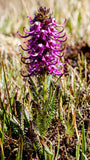 Pedicularis groenlandica | Elephanthead Lousewort | 50_Seeds