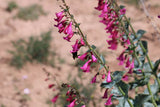 Penstemon pseudospectabilis | Desert Beardtongue Penstemon | 50_Seeds