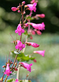 Penstemon pseudospectabilis | Desert Beardtongue Penstemon | 50_Seeds