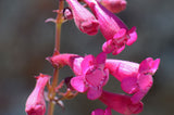 Penstemon pseudospectabilis | Desert Beardtongue Penstemon | 50_Seeds