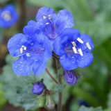 Phacelia campanularia | California Desert Bluebells | Scorpionweed | Canterbury Bells | 100_Seeds