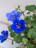 Phacelia campanularia | California Desert Bluebells | Scorpionweed | Canterbury Bells | 100_Seeds