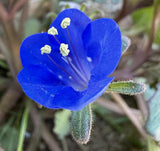 Phacelia campanularia | California Desert Bluebells | Scorpionweed | Canterbury Bells | 100_Seeds