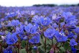 Phacelia campanularia | California Desert Bluebells | Scorpionweed | Canterbury Bells | 100_Seeds