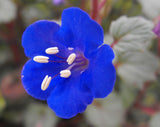 Phacelia campanularia | California Desert Bluebells | Scorpionweed | Canterbury Bells | 100_Seeds