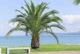 Phoenix canariensis | Canary Island Date Palm | 10_Seeds
