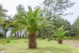 Phoenix canariensis | Canary Island Date Palm | 10_Seeds