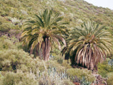 Phoenix canariensis | Canary Island Date Palm | 10_Seeds