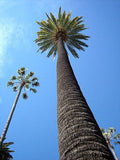 Phoenix canariensis | Canary Island Date Palm | 10_Seeds