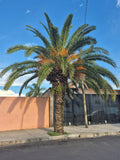 Phoenix canariensis | Canary Island Date Palm | 10_Seeds