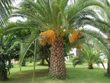 Phoenix dactylifera | Date Palm | 20_Seeds