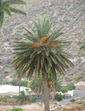 Phoenix dactylifera | Date Palm | 20_Seeds