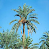Phoenix dactylifera | Date Palm | 20_Seeds