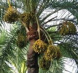 Phoenix dactylifera | Date Palm | 20_Seeds