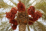 Phoenix dactylifera | Date Palm | 20_Seeds