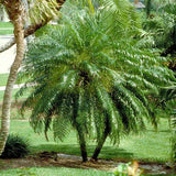 Phoenix roebelenii | Dwarf & Pygmy & Miniature & Robellini Date Palm | 20_Seeds