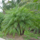 Phoenix roebelenii | Dwarf & Pygmy & Miniature & Robellini Date Palm | 20_Seeds