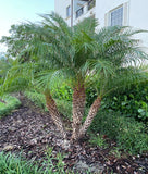 Phoenix roebelenii | Dwarf & Pygmy & Miniature & Robellini Date Palm | 20_Seeds