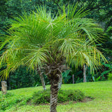 Phoenix roebelenii | Dwarf & Pygmy & Miniature & Robellini Date Palm | 20_Seeds