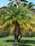 Phoenix roebelenii | Dwarf & Pygmy & Miniature & Robellini Date Palm | 20_Seeds